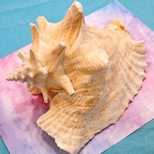 Natural Queen Conch